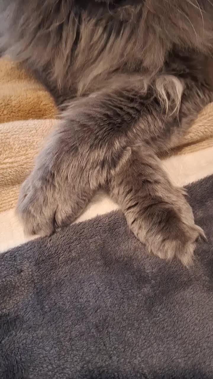 @Ragnar the Maine Coon 🐈