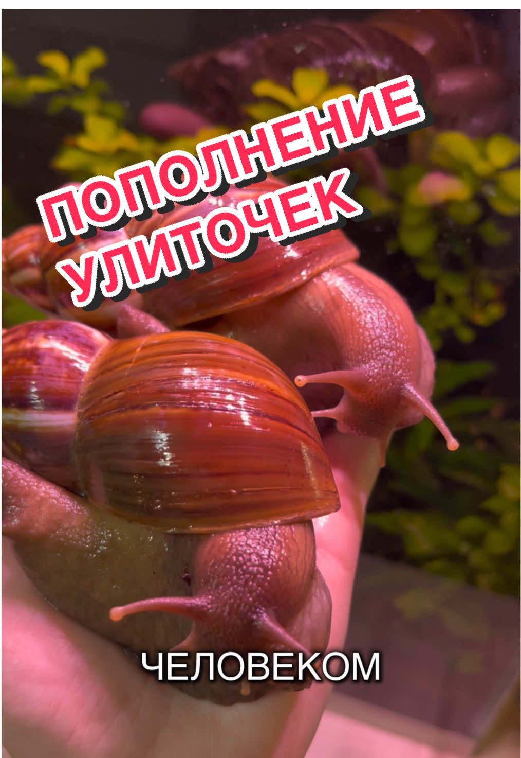 @🦎❤️Геля и питомцы❤️🦎