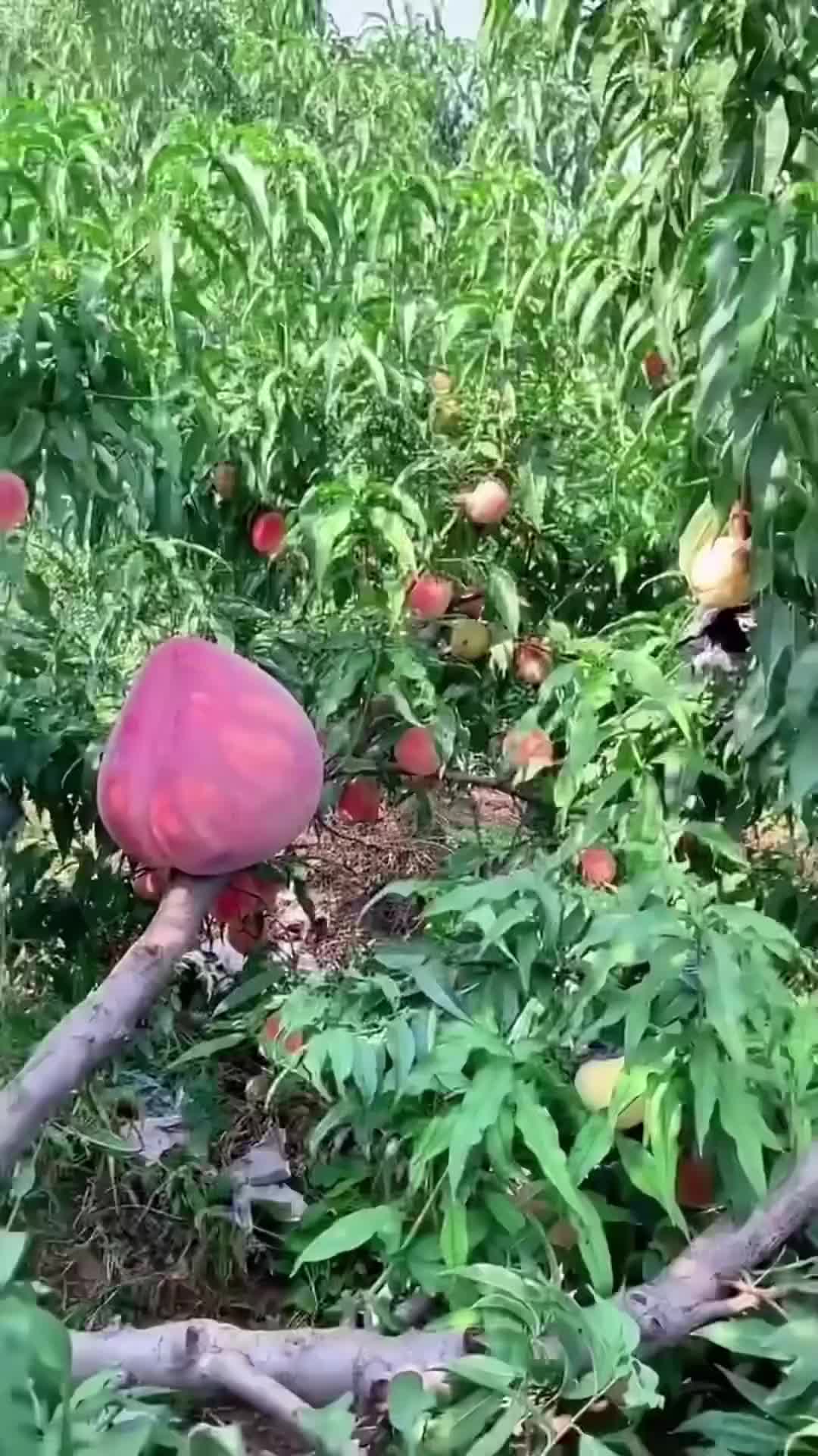 @deaifbydcv9