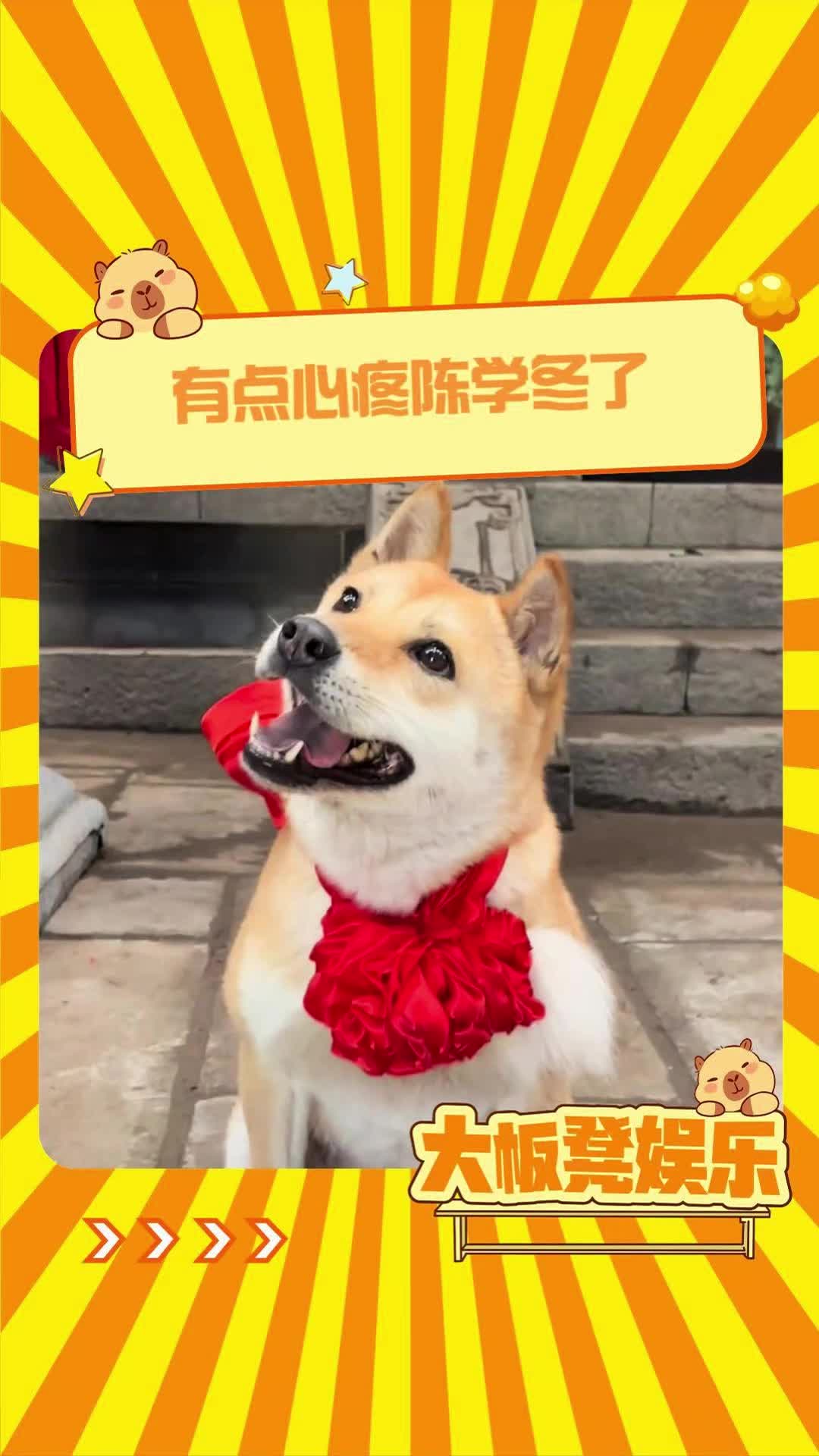 @大板凳娛樂