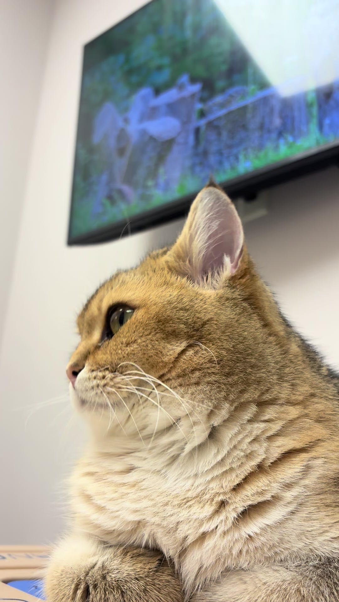@The Fur Seasons Feline Rescue