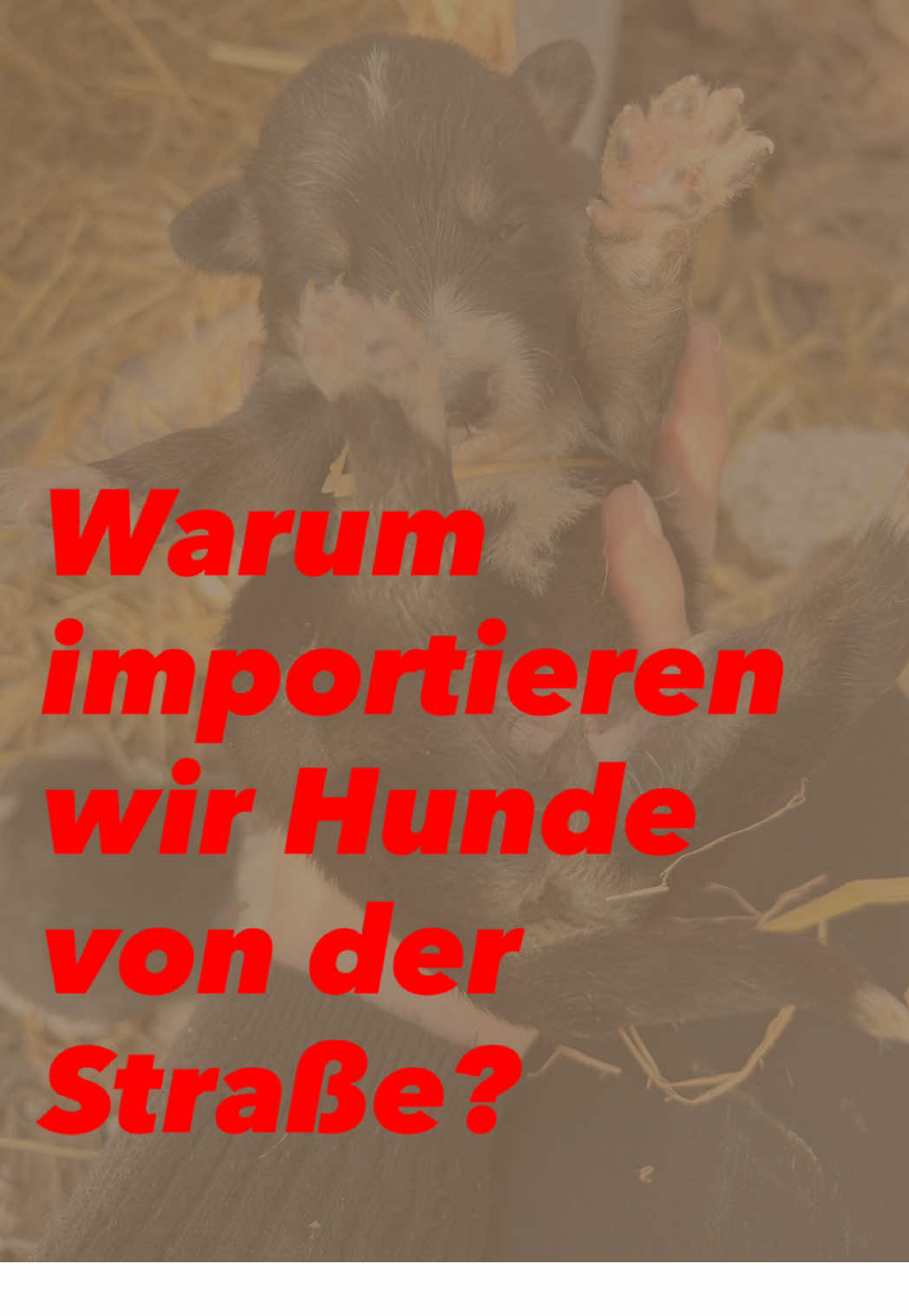 @Antonia | Hundetrainerin