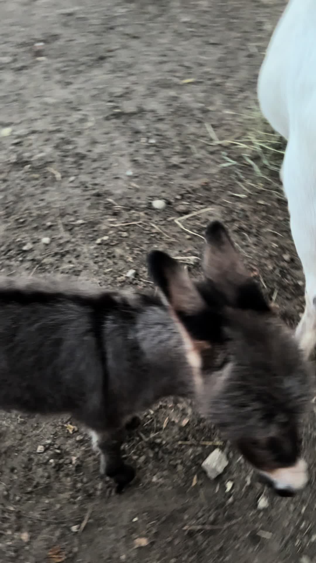 @Kitzman&rsquo;s Farm Sanctuary