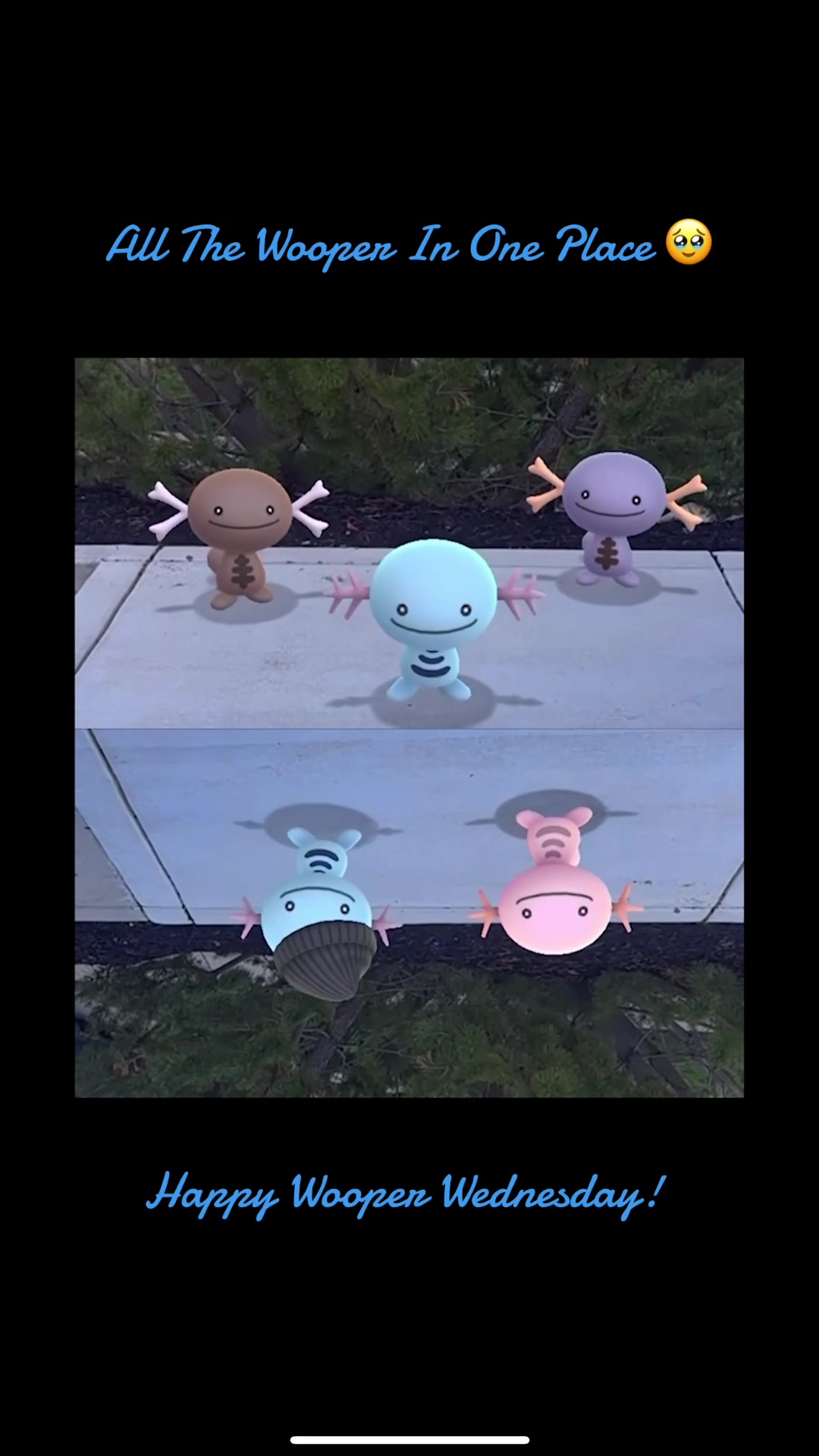 @The Wednesday Wooper
