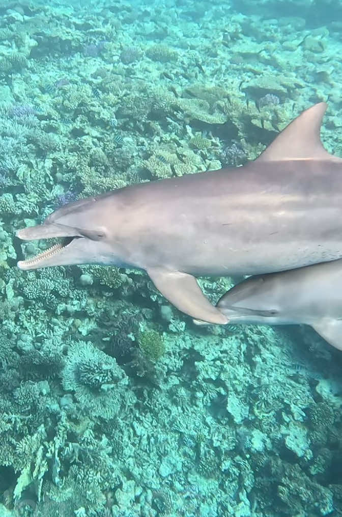 @Ralph | Makadi Bay Hurghada 🐬