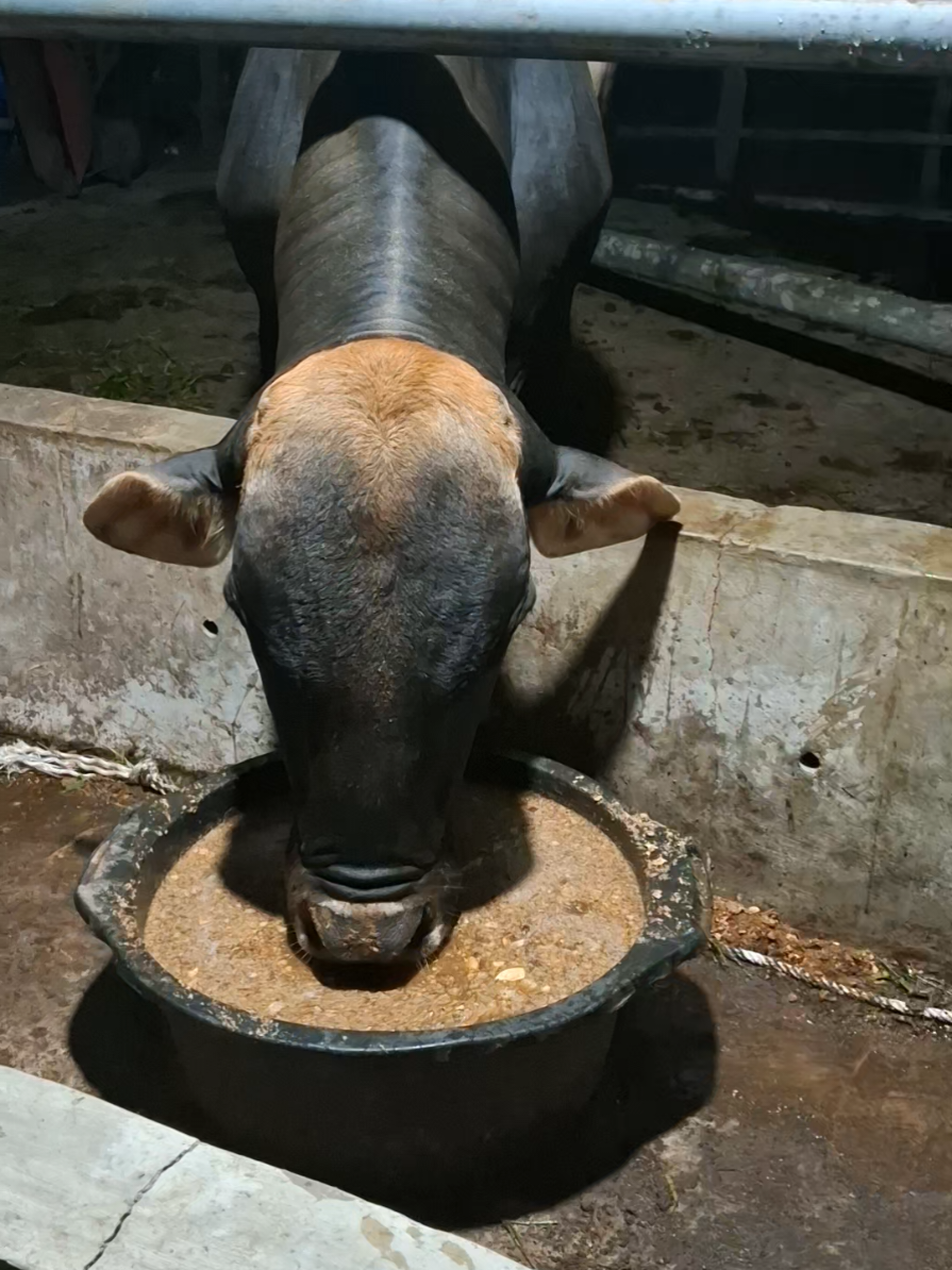 @Adzi BRAHMAN GROUP 447