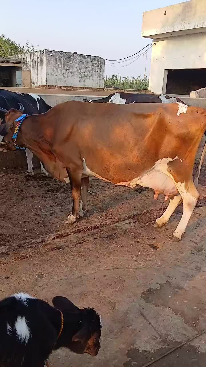 @Farming and Business Ideas