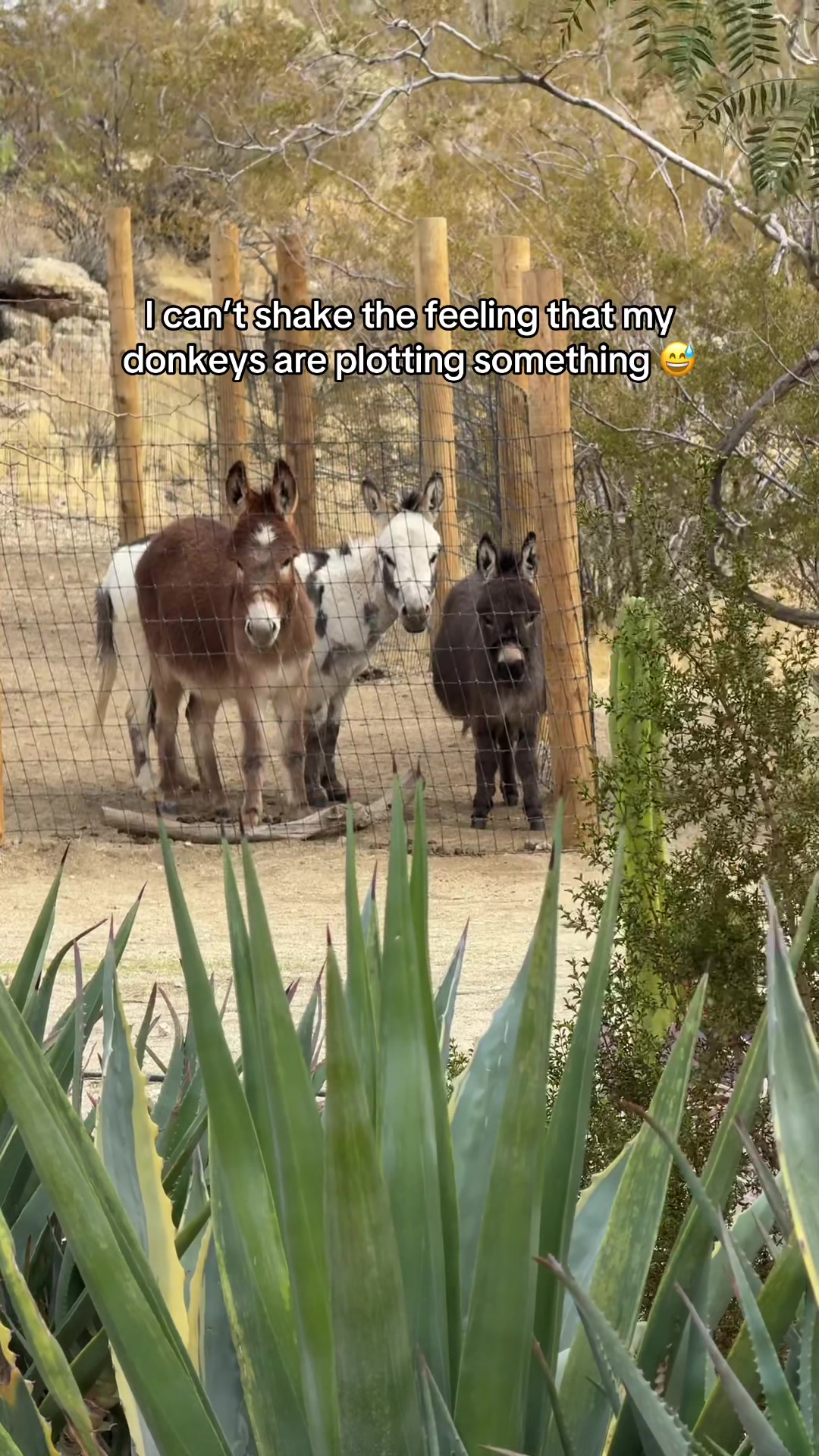 @mojaveminidonkeys