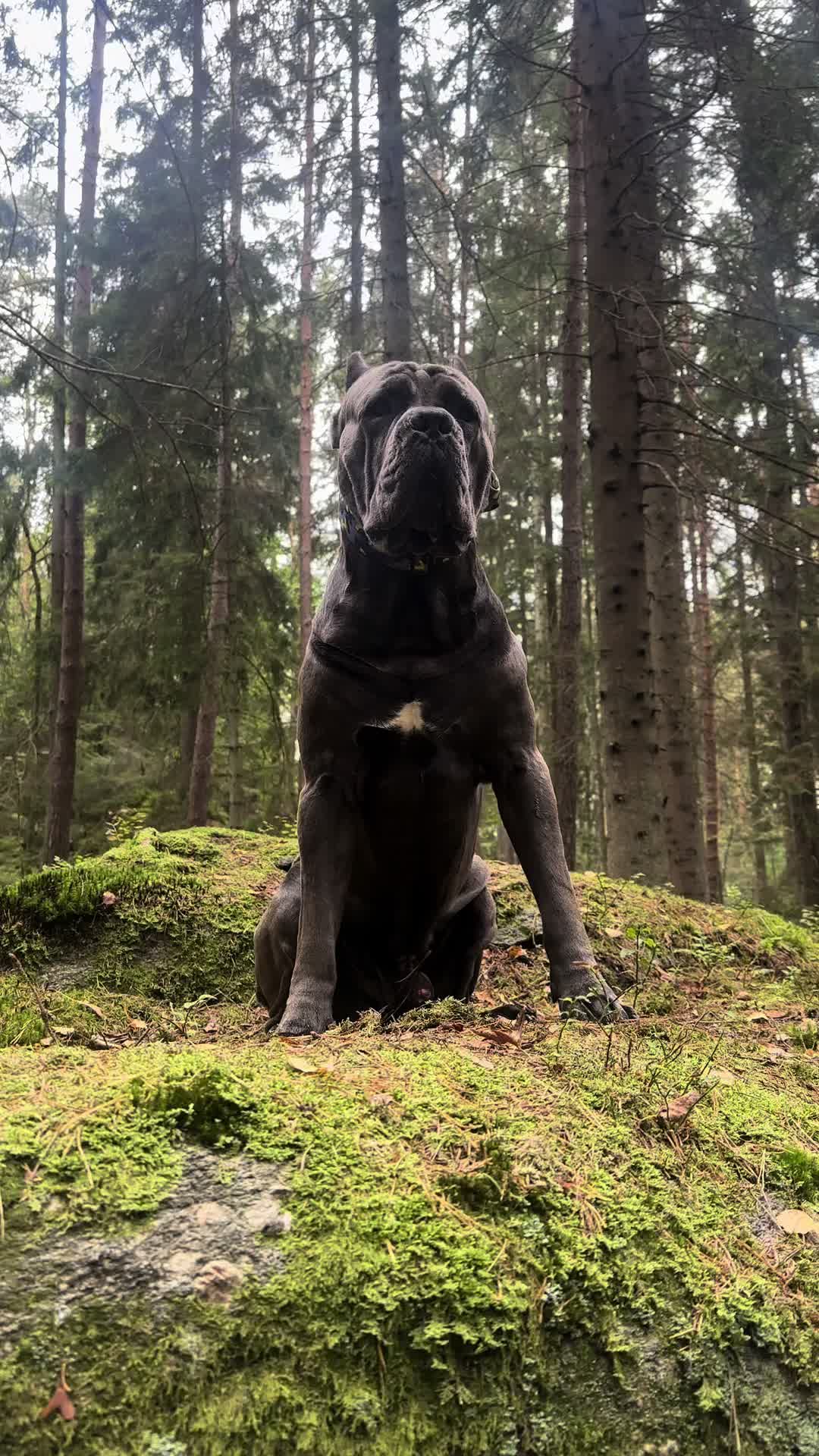 @CaneCorsoAres