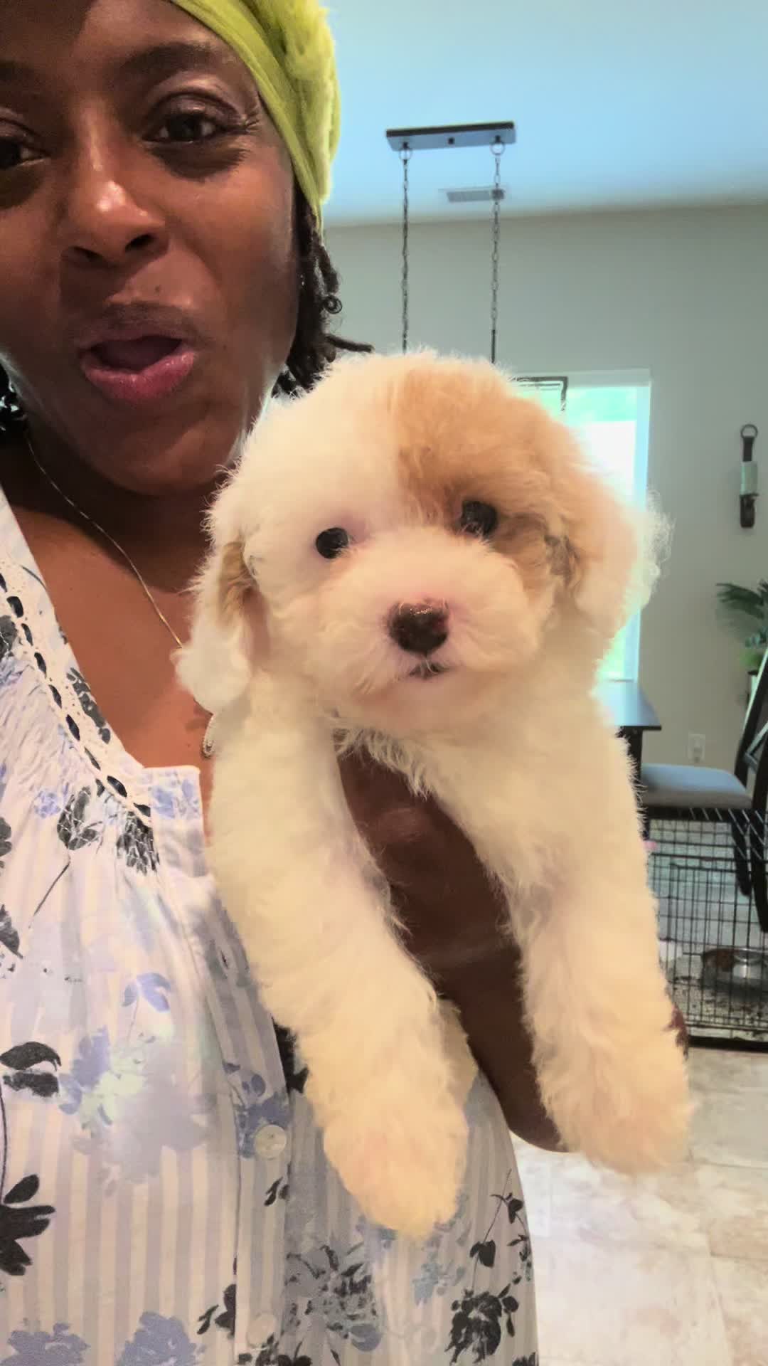 @Shortcake_kennel_2