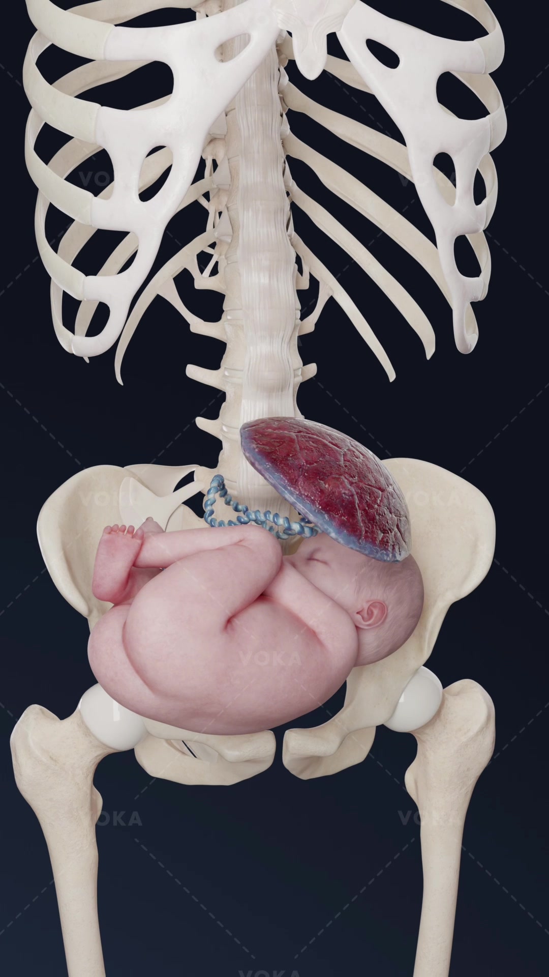 @VOKA 3D Anatomy & Pathology
