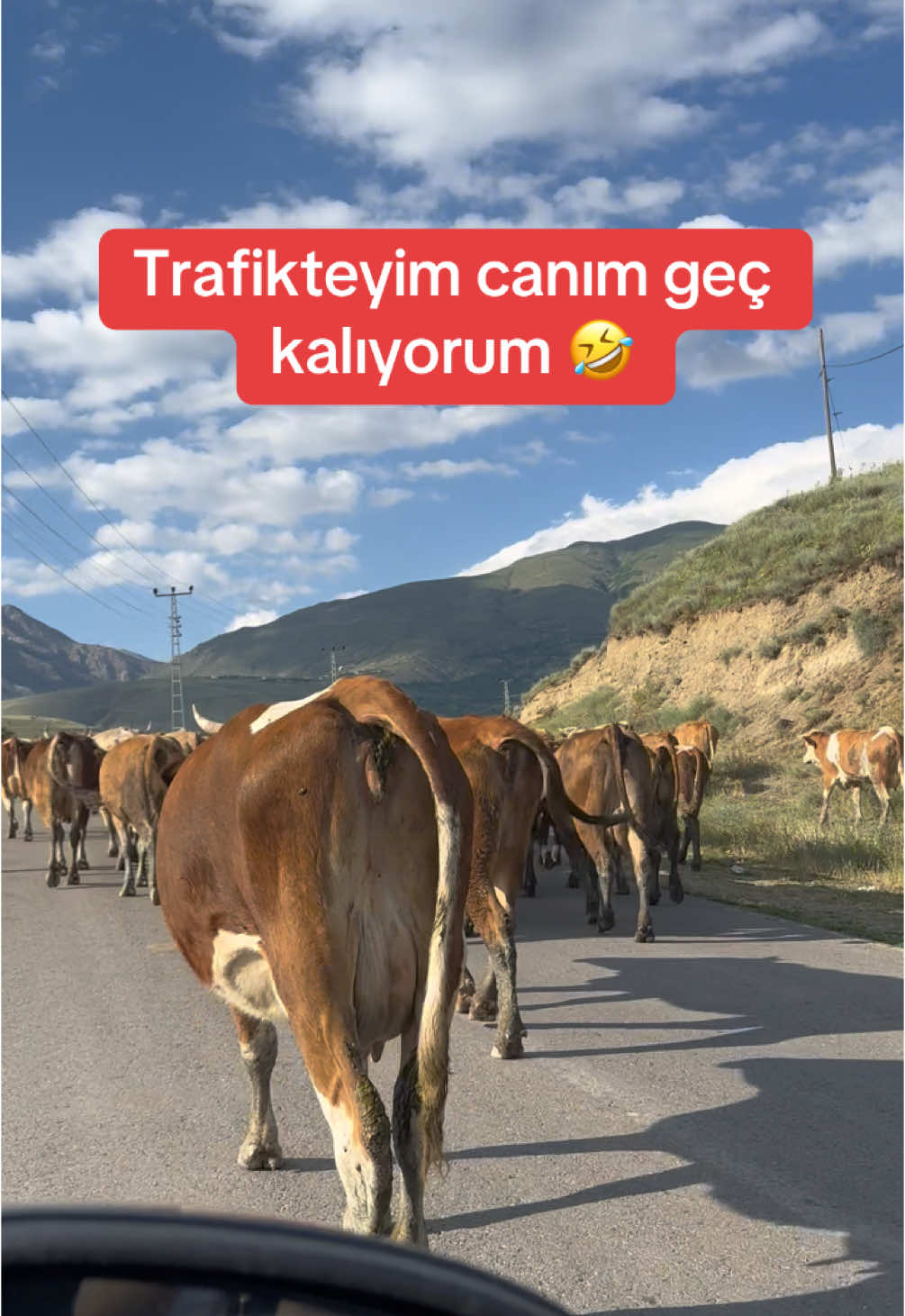 @Aylin Demir Fanları