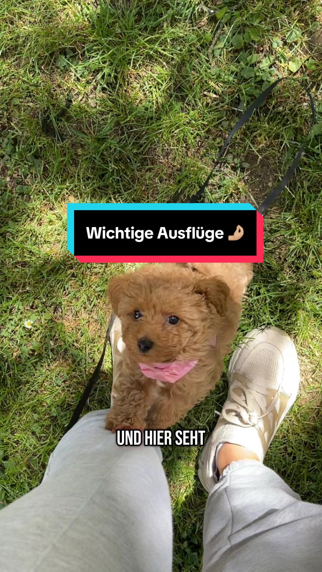 @mickythepoo