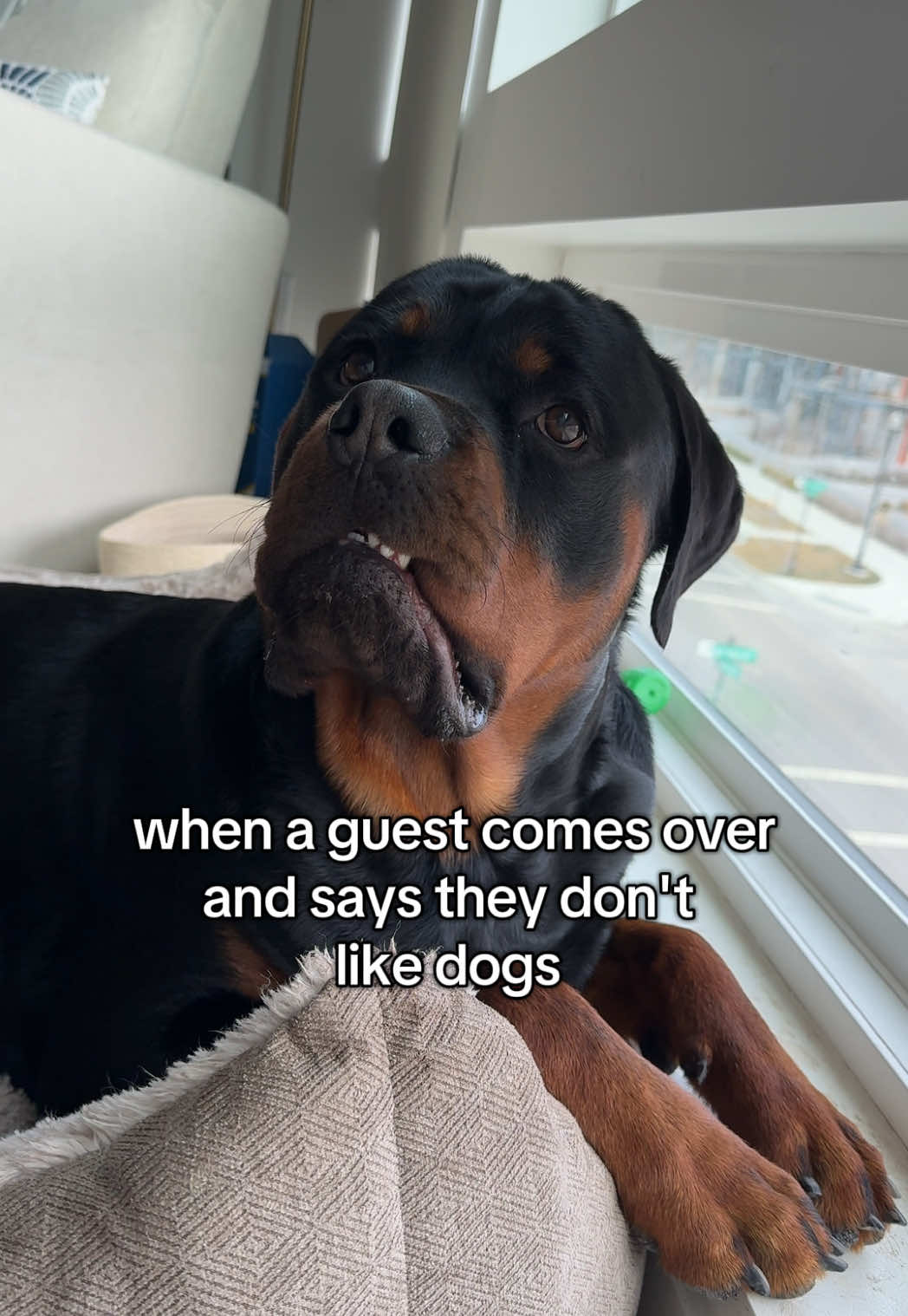 @Rex the Rottweiler