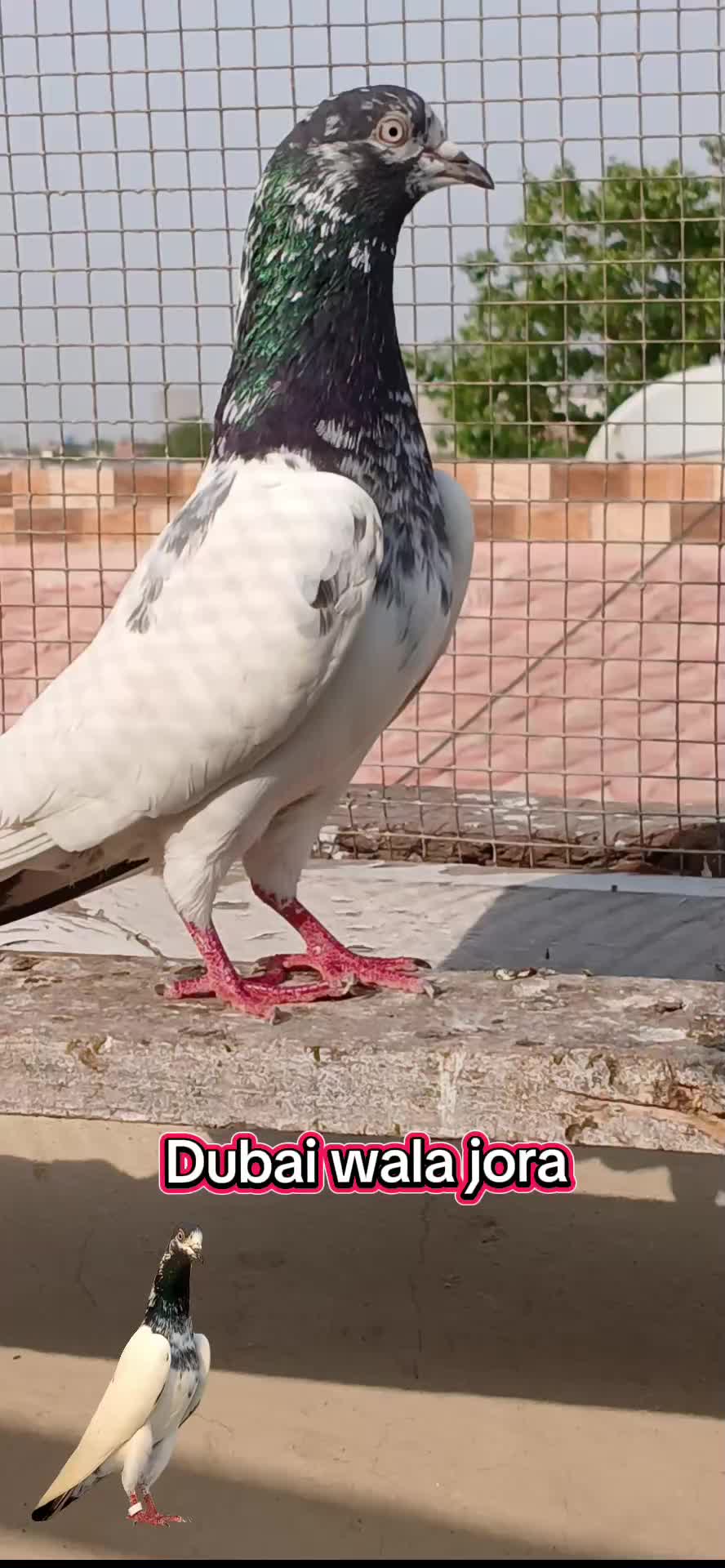 @Ranakasuripigeon