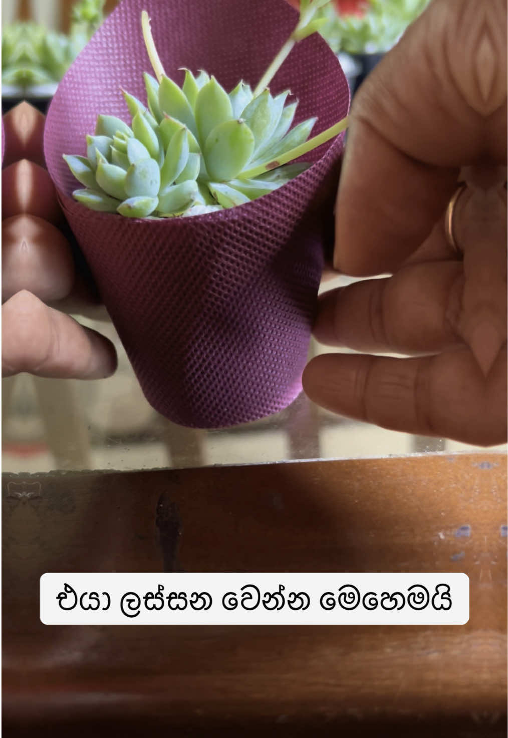 @Happy Plants