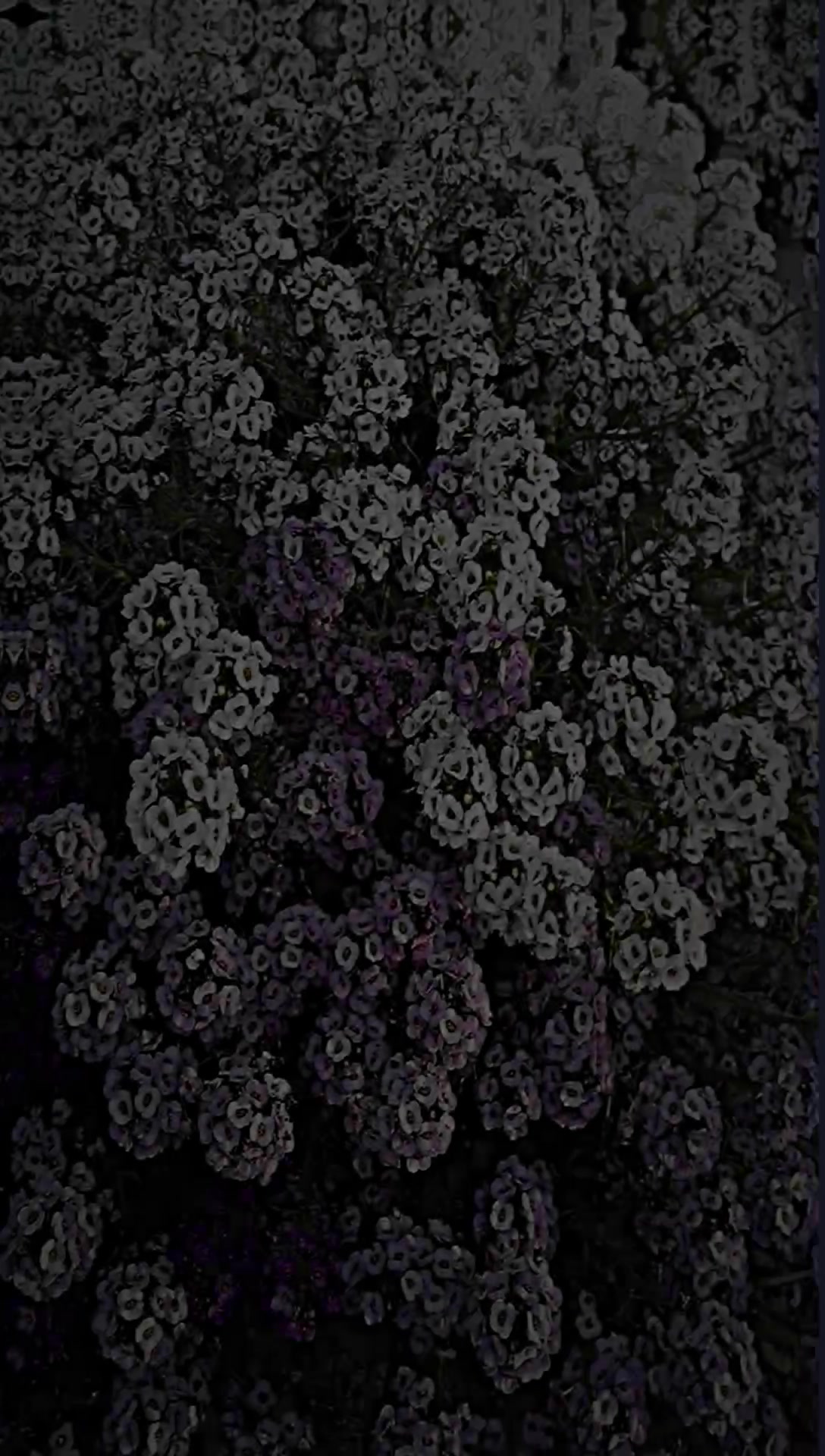 @𝙸𝚅.𝚇.2