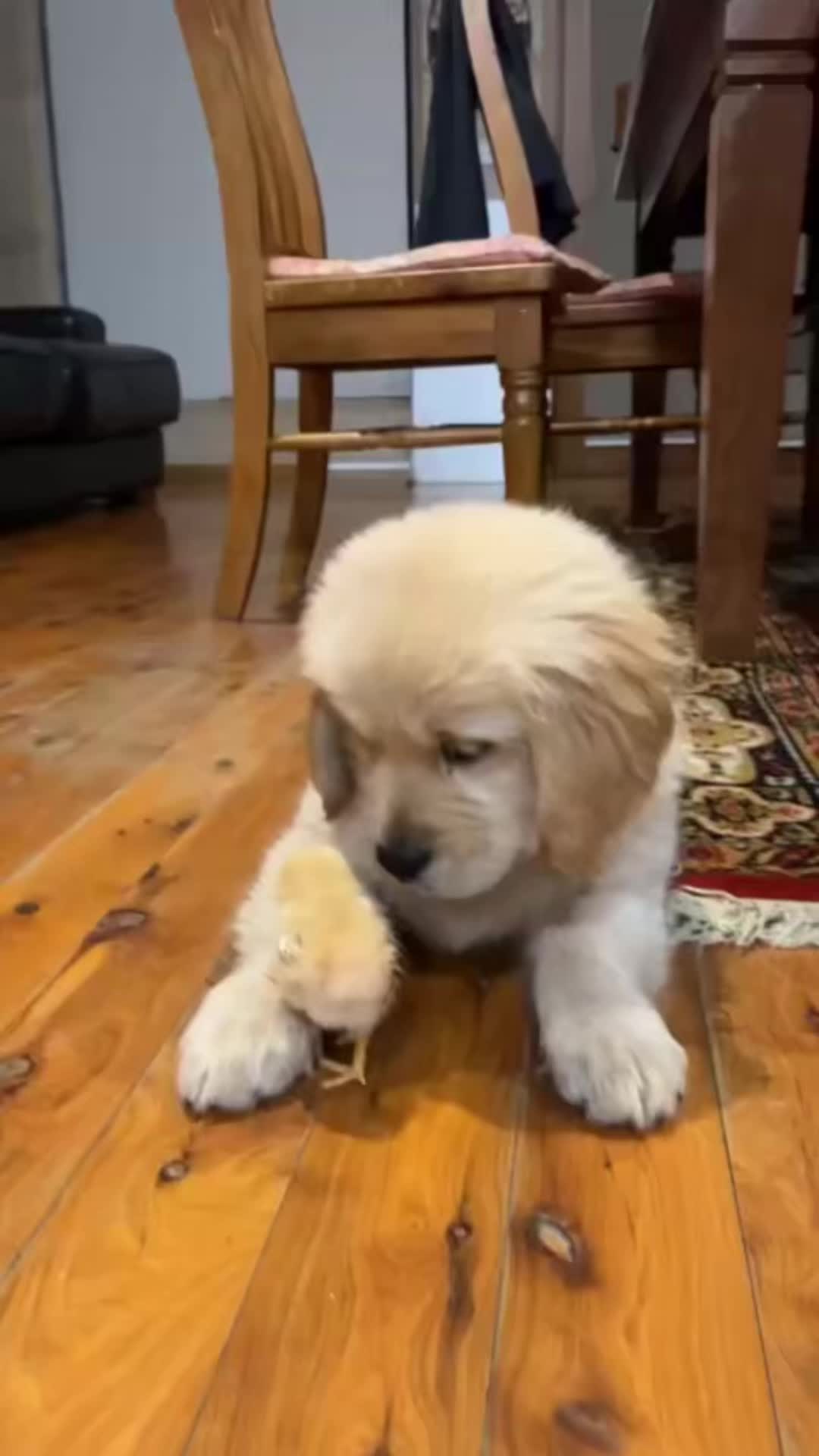 @HighCountryRetrievers