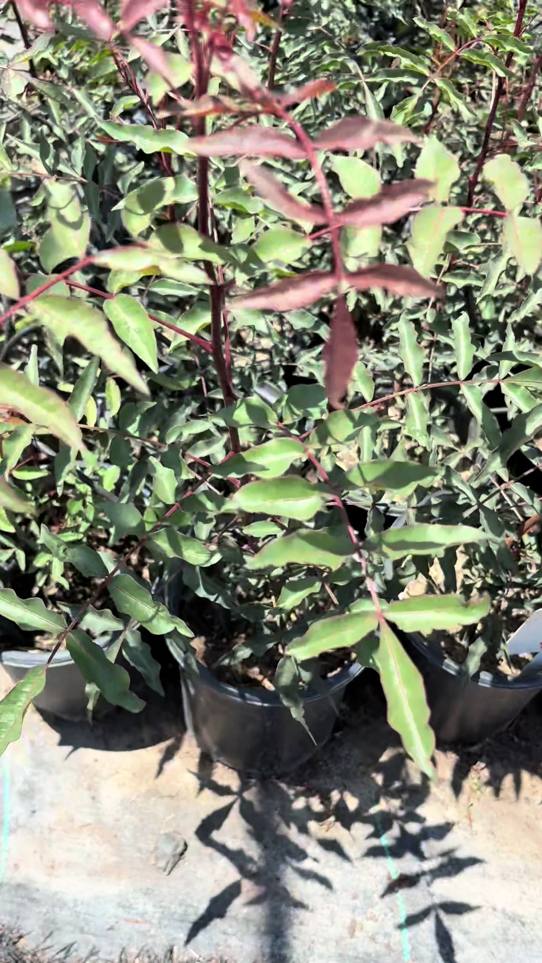 @AcemiNursery