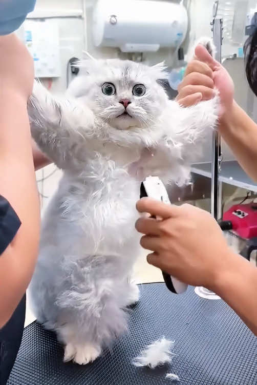 @petbehavior649