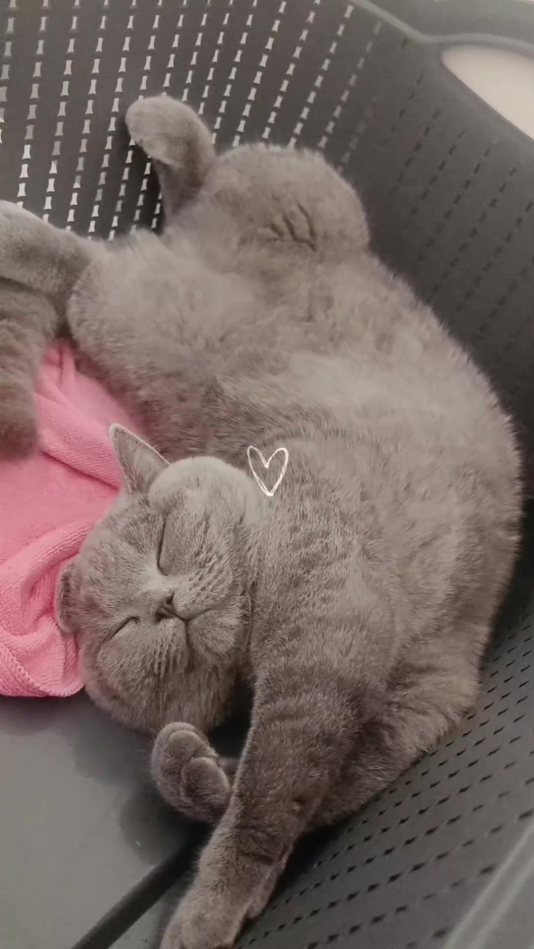 @MiyaAa 🐾