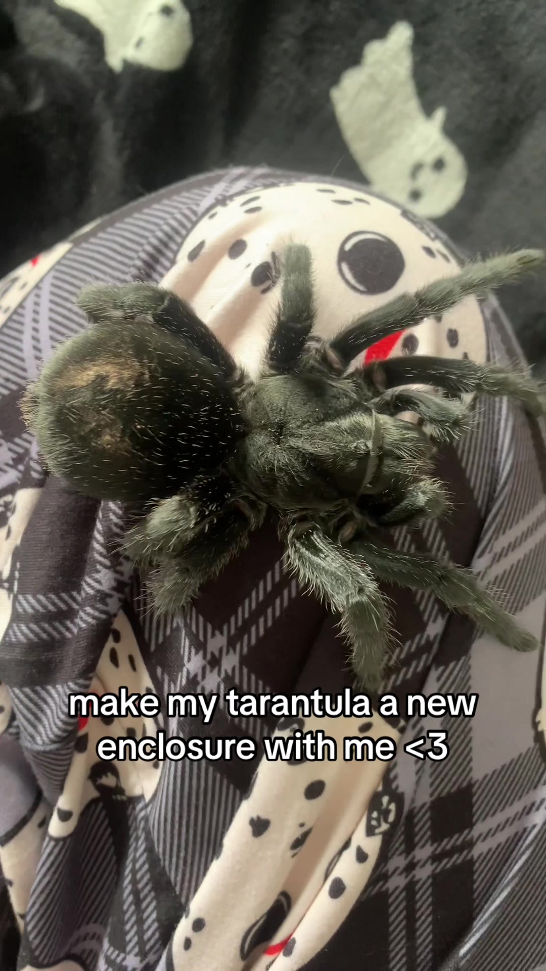 @spectralfawn