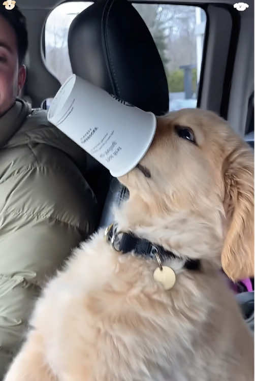 @funnyanimalvideo99