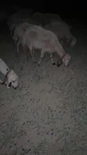 @L&ouml;we