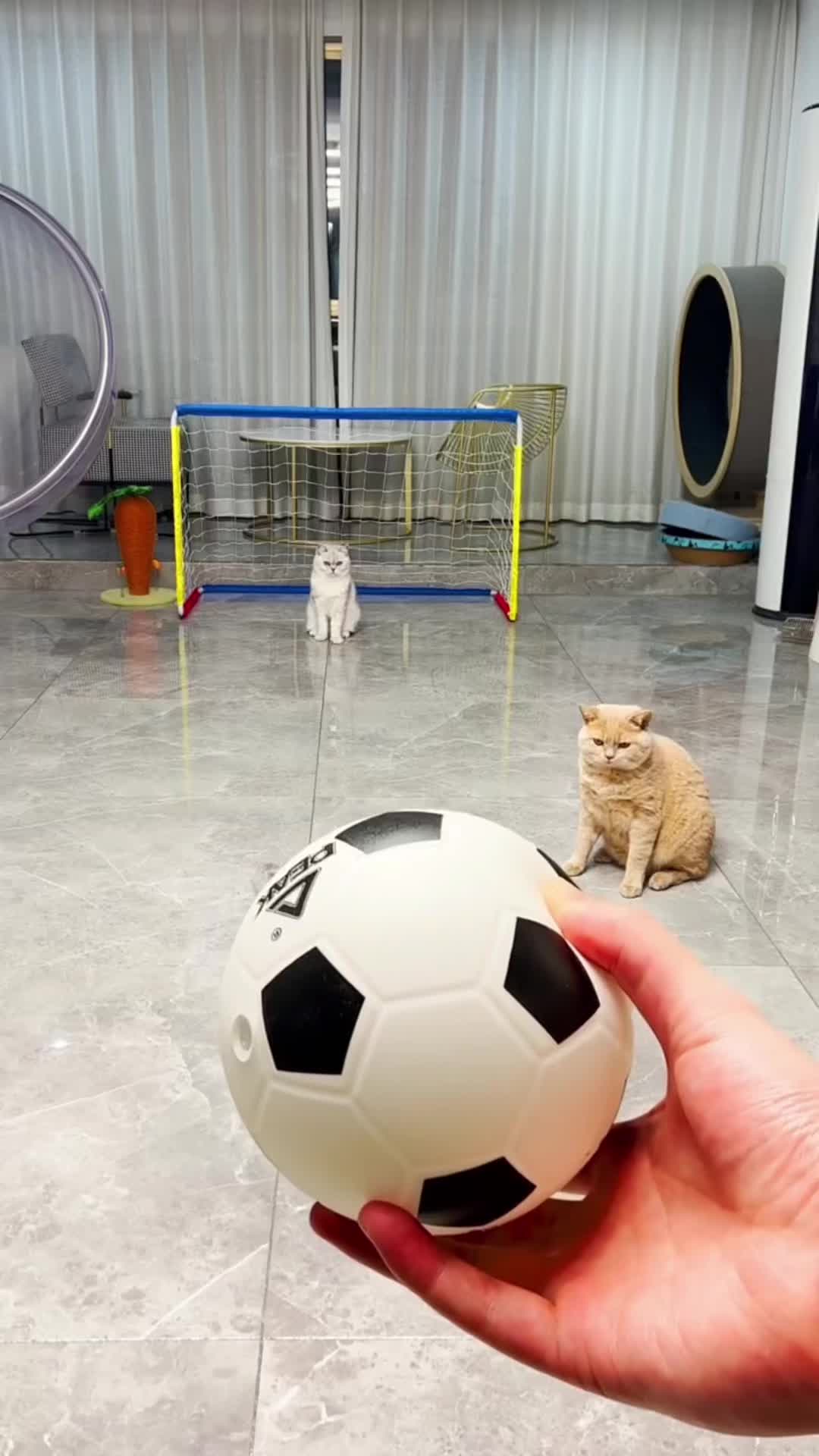 @🤣Cute Funny Pets🤣