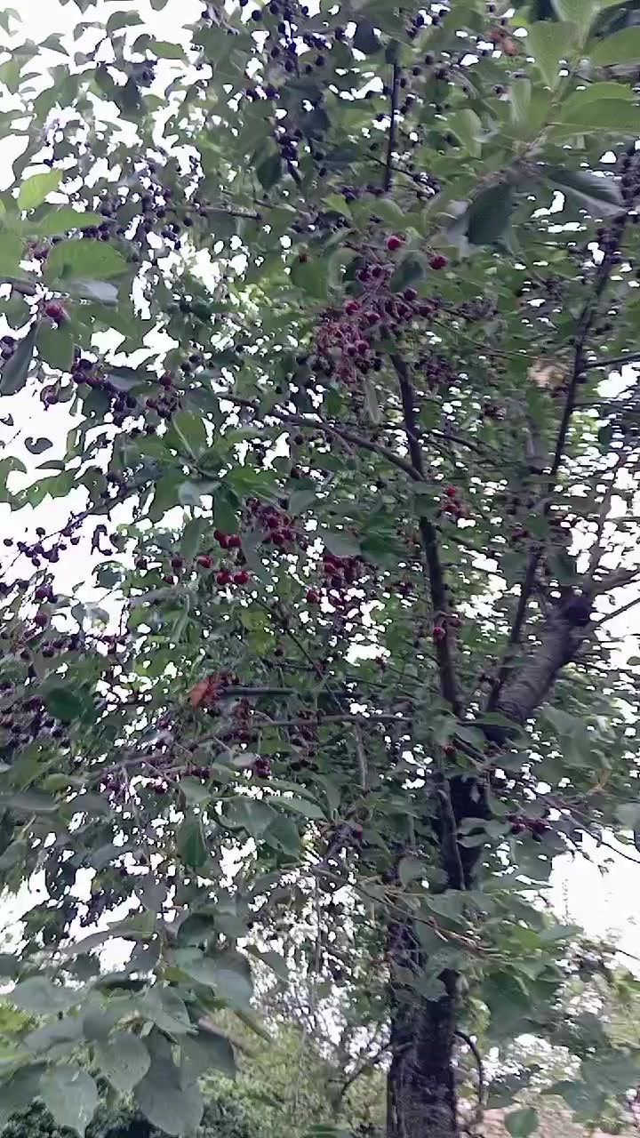 @Uzeyir