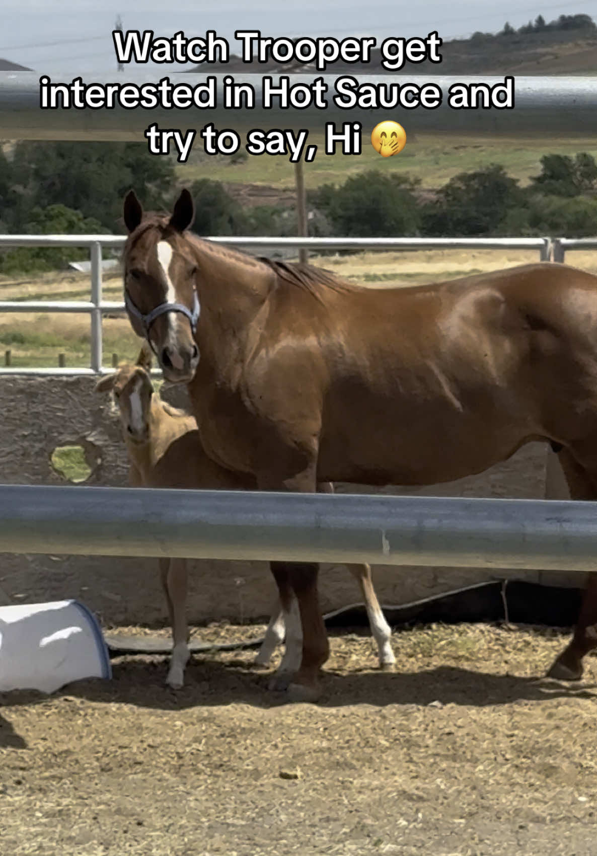 @Hot Sauce the Mini horse 🐎