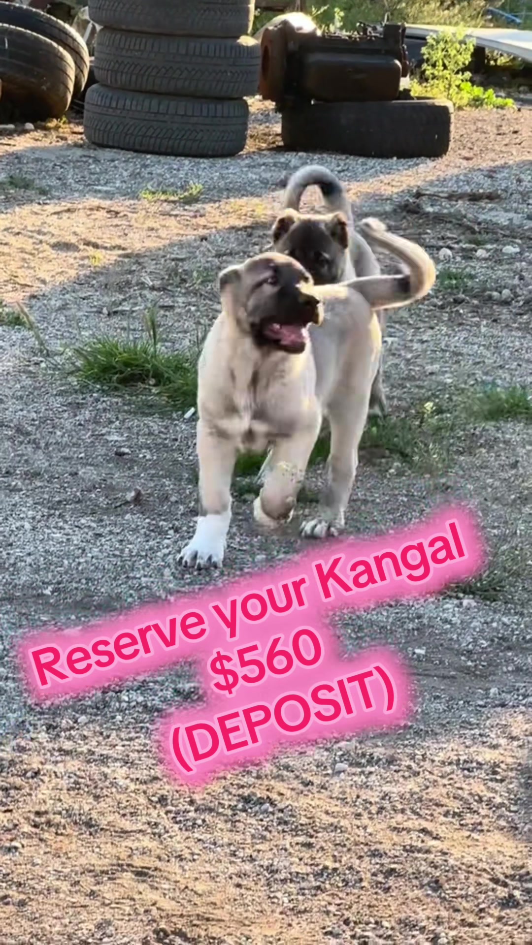 @Ultimate Puppies