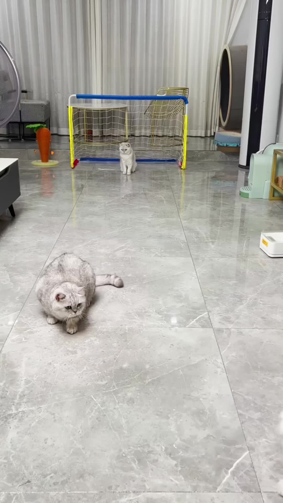 @🤣Cute Funny Pets🤣