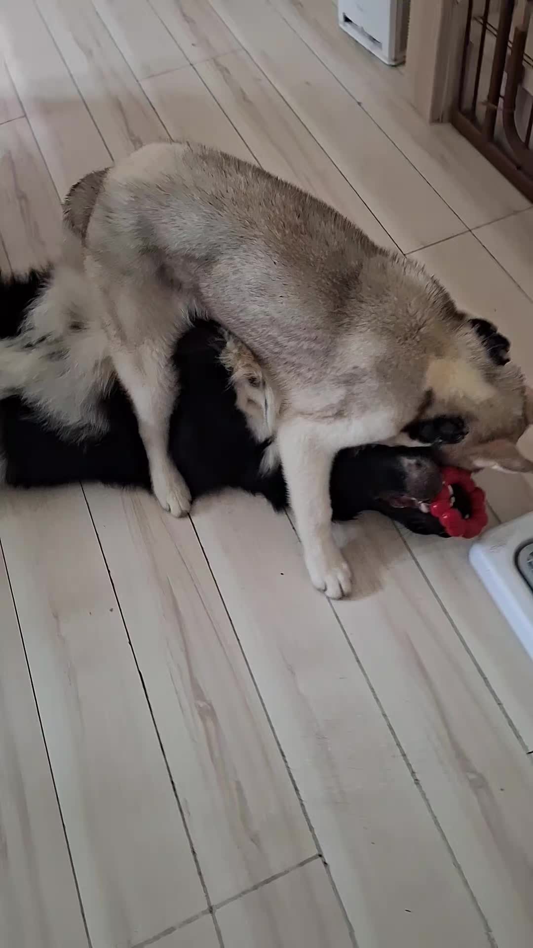 @大型犬3頭&小型老犬4頭多頭飼いの生活