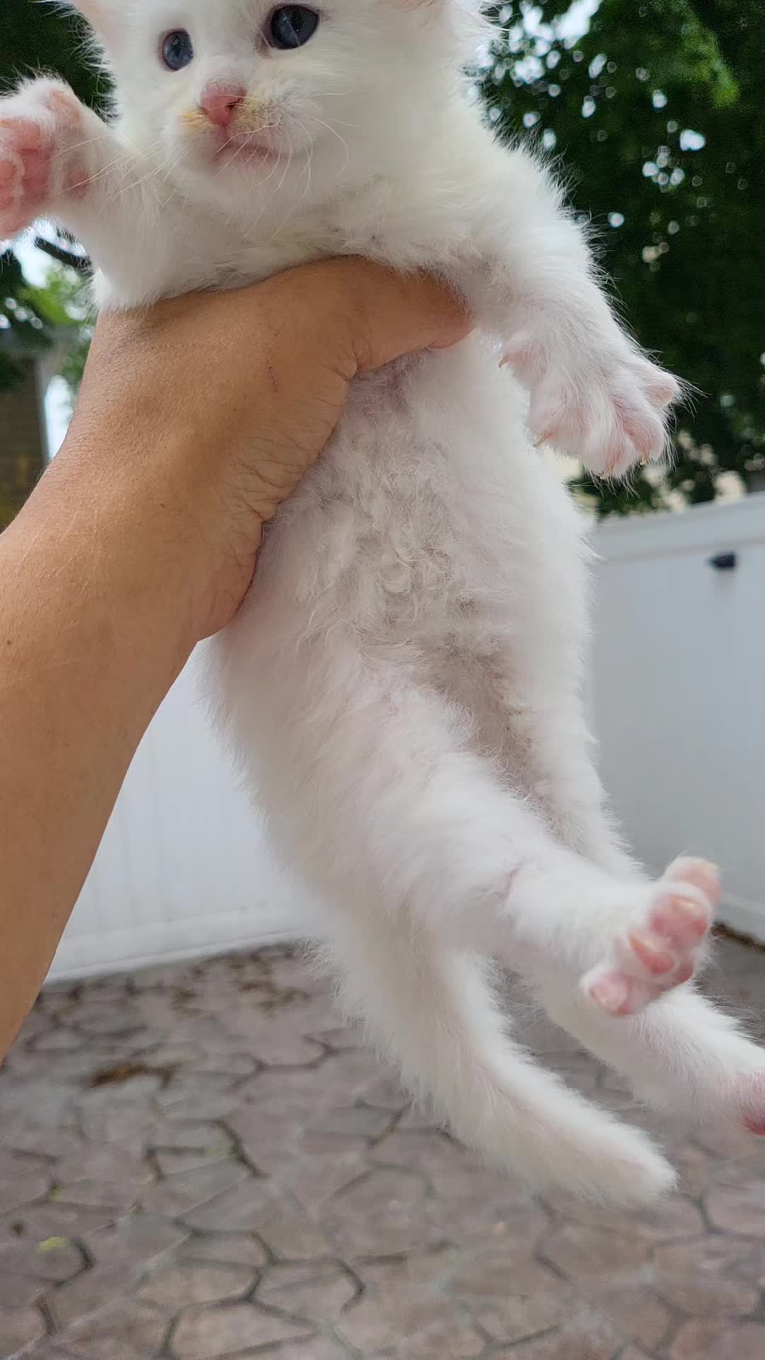 @Paw Palace Maine Coon