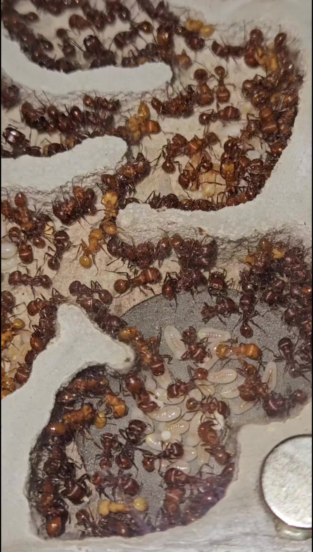 @Aaron's Ants