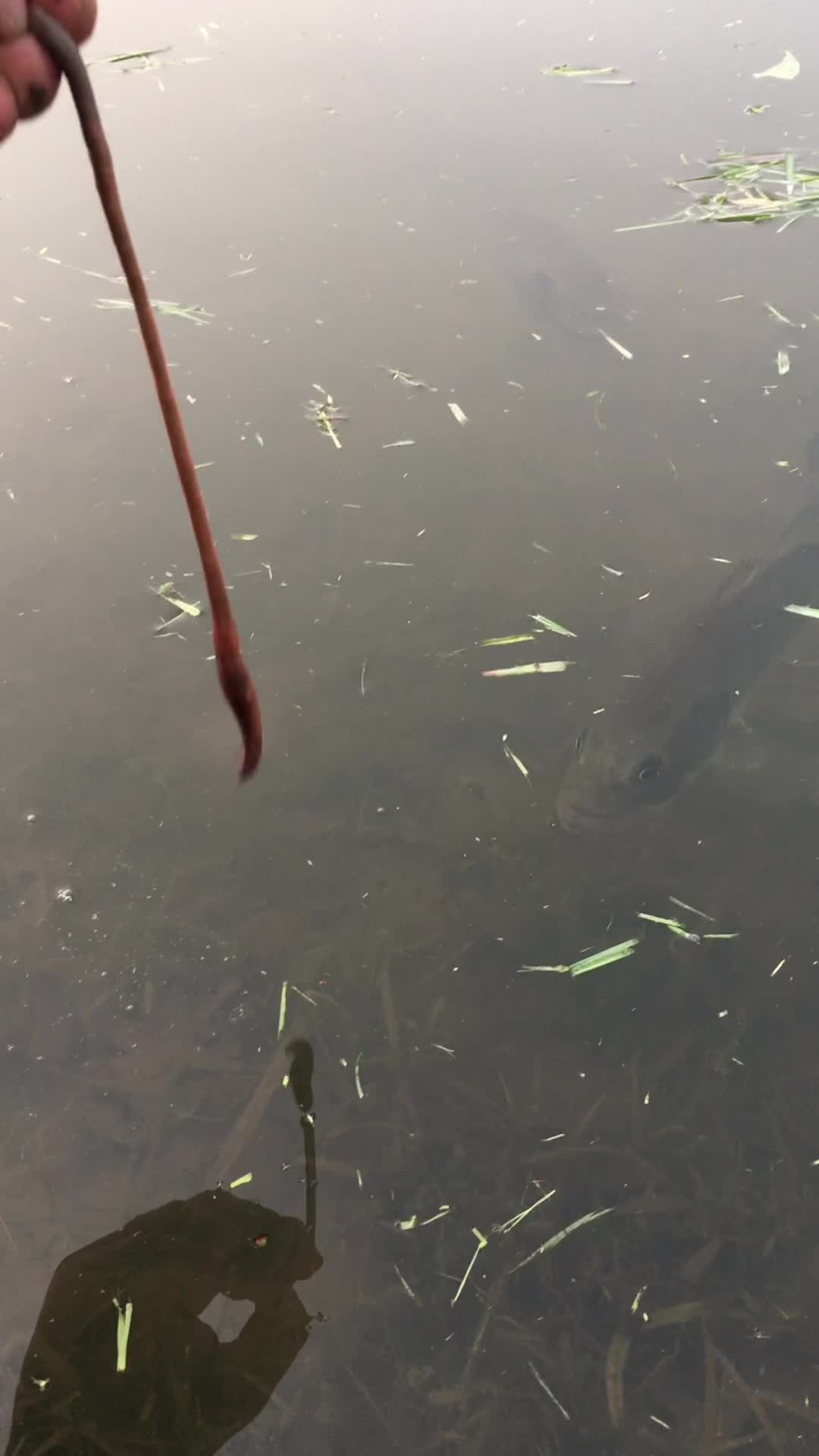 @Bassfeeder