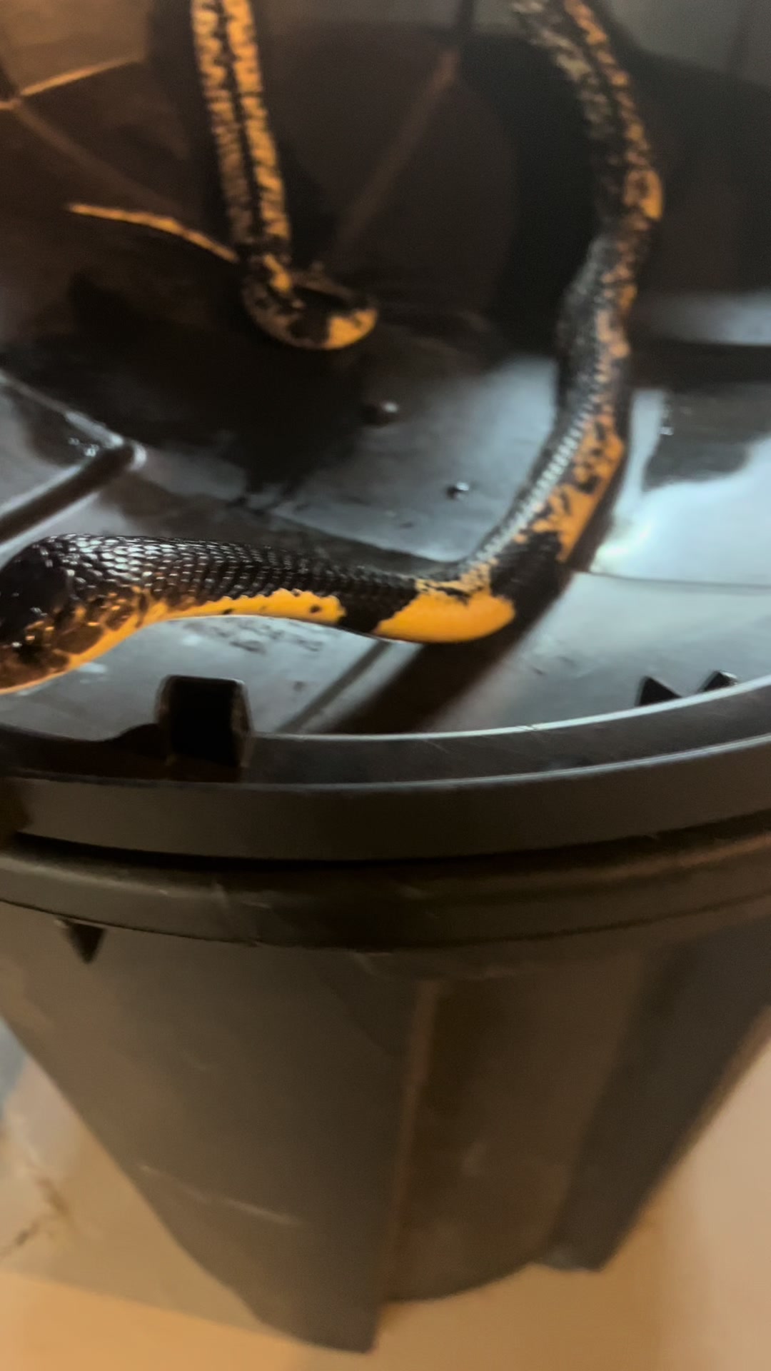@SavageryReptiles