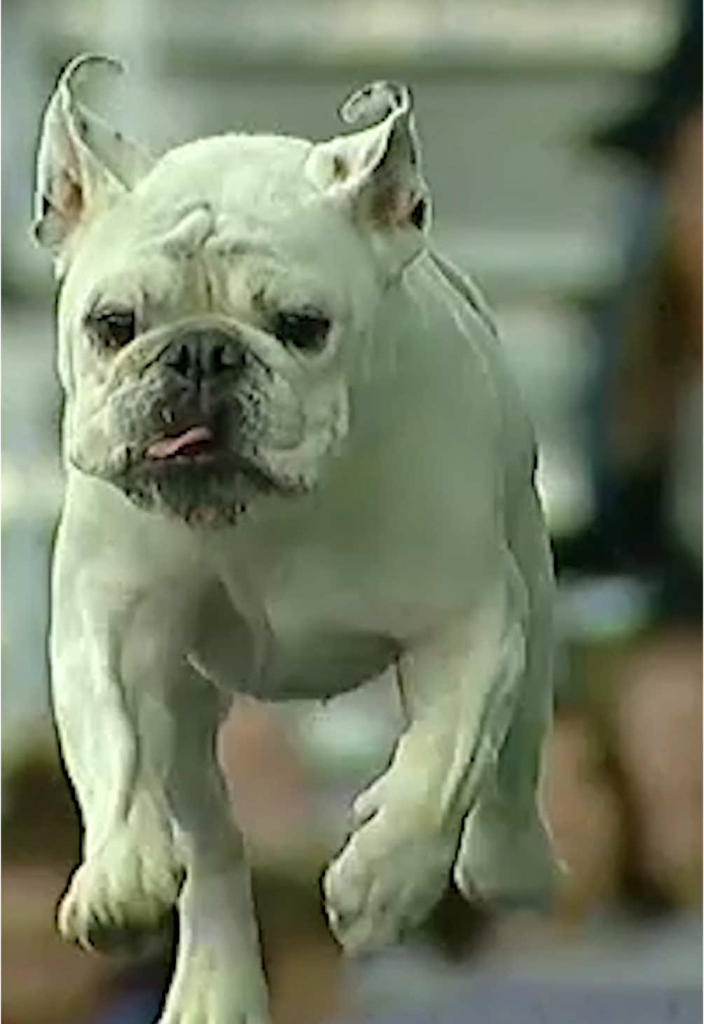 @Westminster Kennel Club