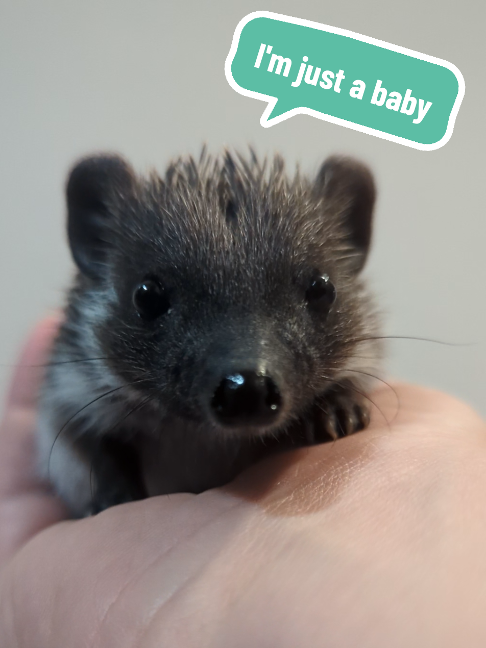 @hedgehogprecision