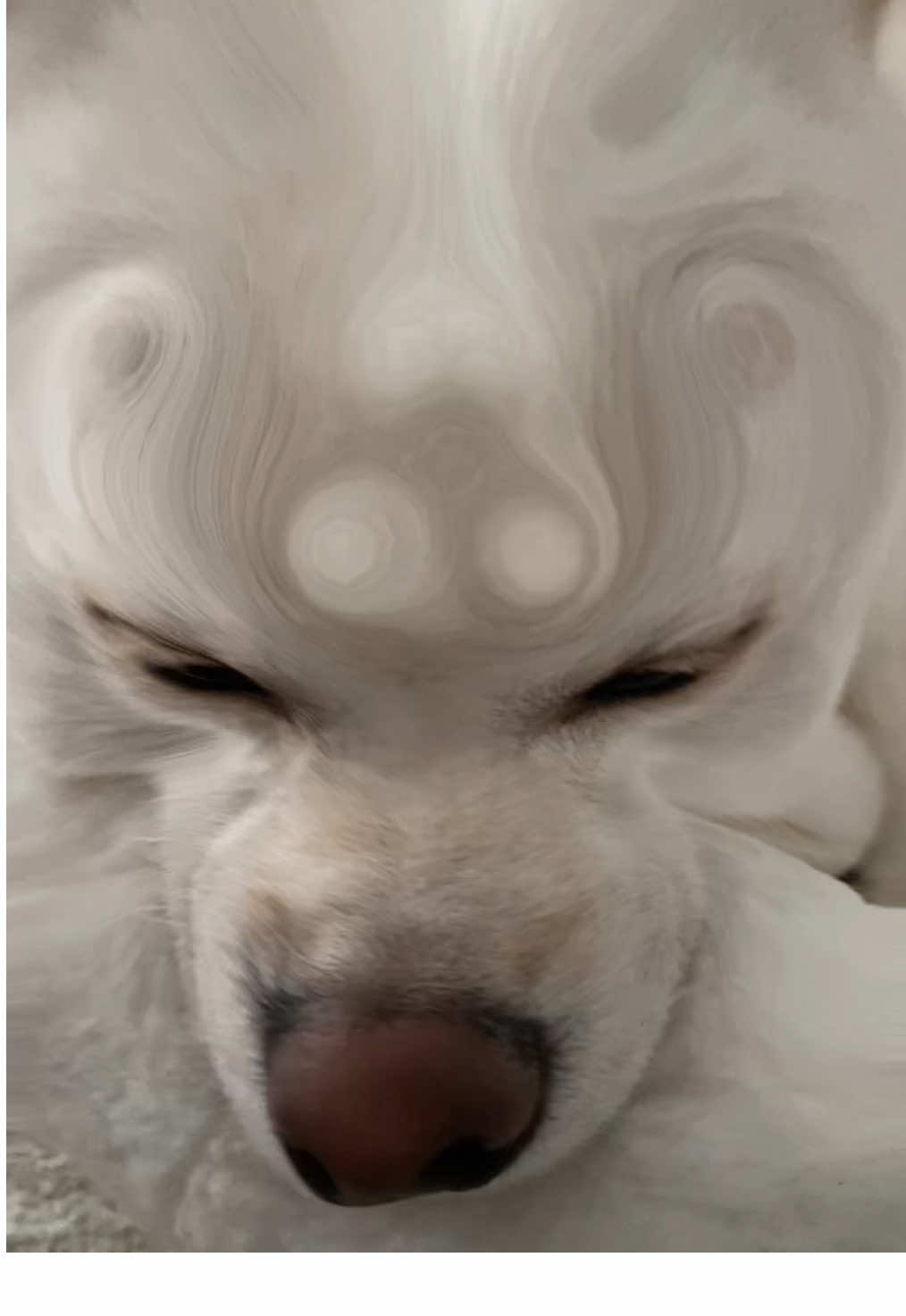 @dashibz