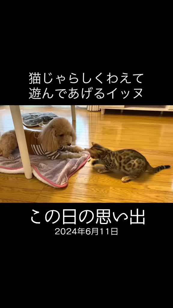 @なな🕊️つばき