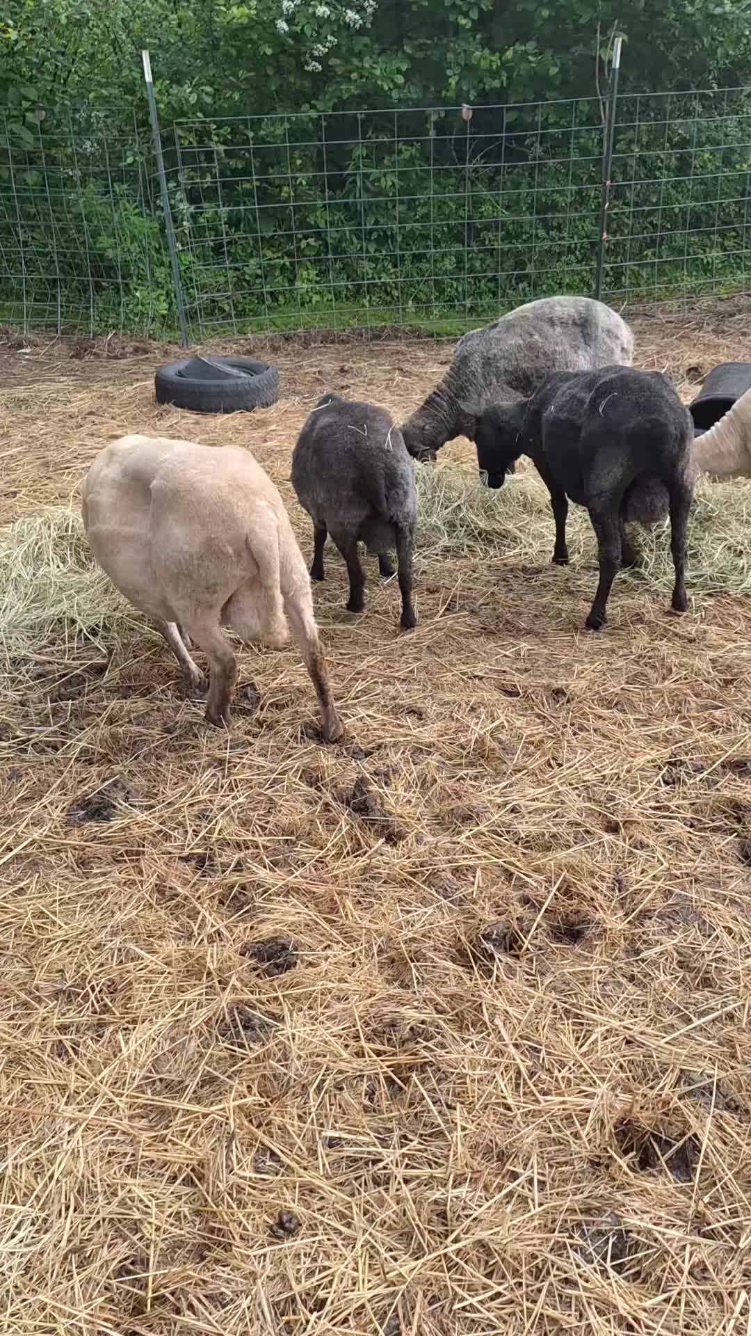 @Serendipitous Shepherdess