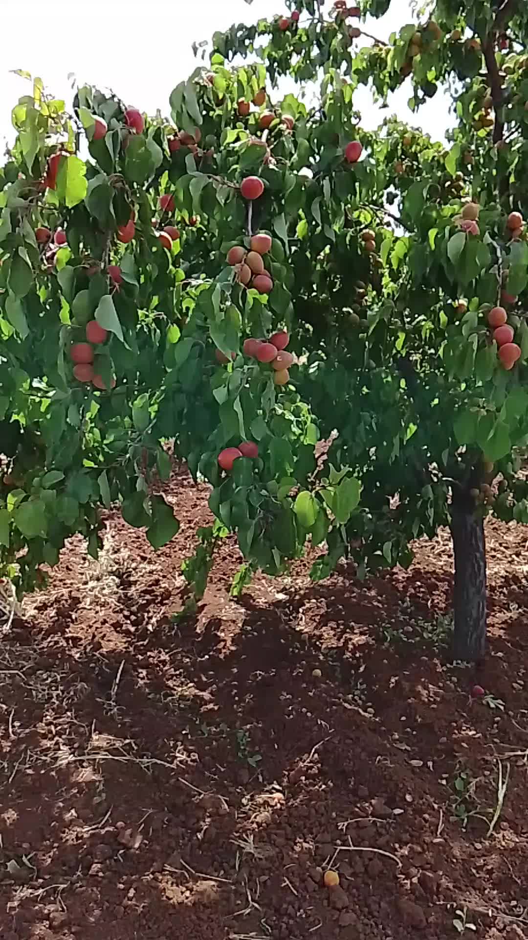 @Ibrahim G&uuml;ltekin3905