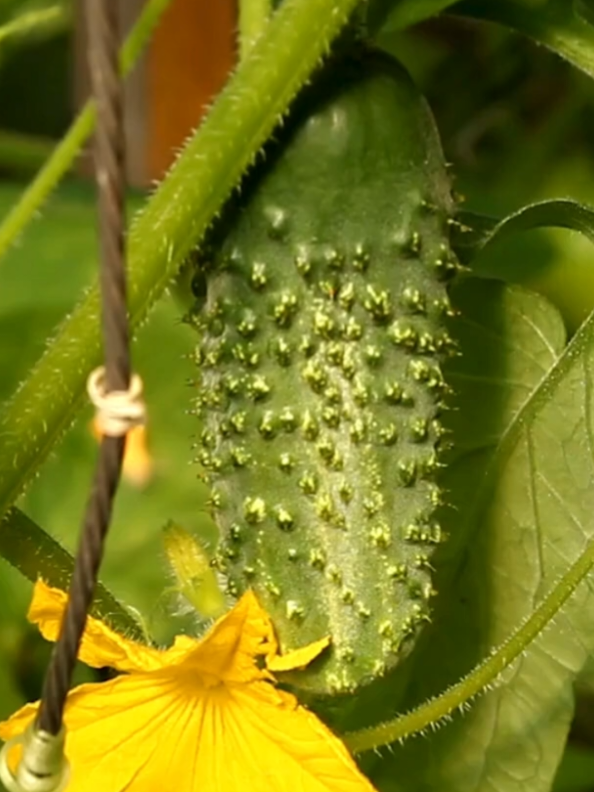 @PlantsLife