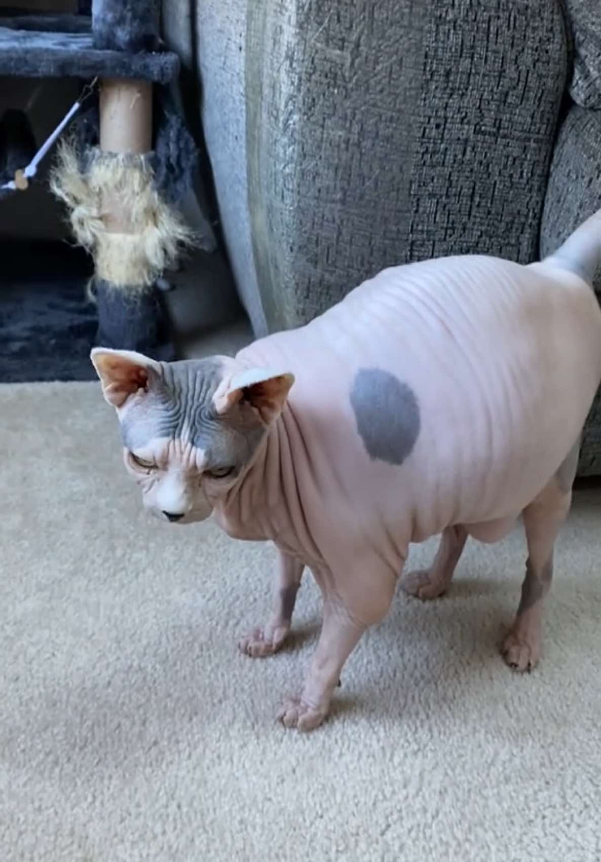 @MySphynxLife