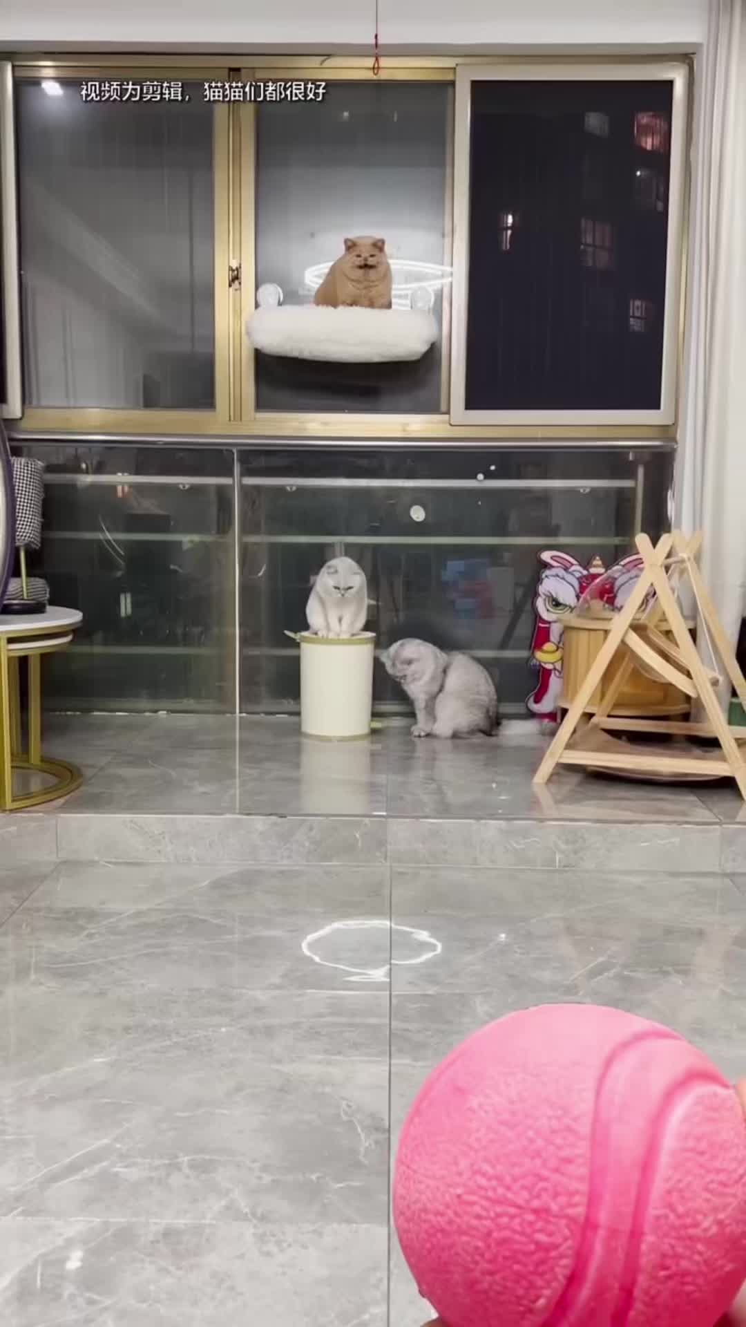@🤣Cute Funny Pets🤣