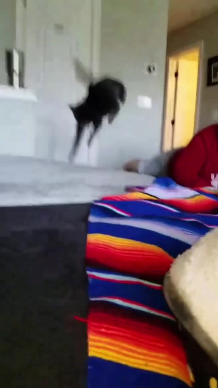 @Funny cat 520