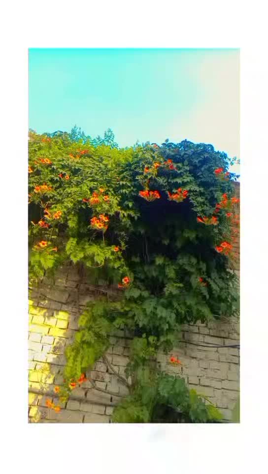 @Sajad khan753