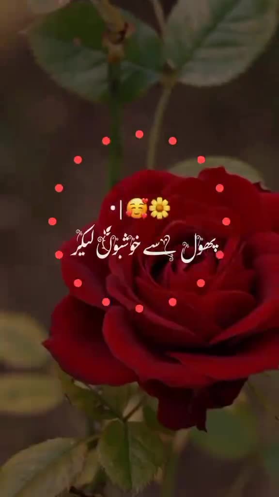 @sureka